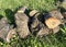 Sawn fruit tree stumps on the lawn