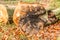 Sawn multi-trunk beech tree, Fagus sylvatica, with fungal infection and incipient spalting