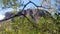 Sawn Rocks Mount Kaputar National Park. Columnar Basalt Outcrop