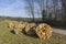 Sawn, split wood, trunks lie in the meadow