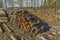 Sawn, split wood, trunks lie in the meadow