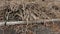 sawn tree branches lie on the road after tree pruning