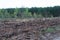Sawn tree logs and tree bark. A big pile of wood. Environmental problem.