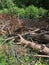 Sawn tree trunk. The gray wood was cut into stumps in the forest. Firewood from the sawed pine trees lie on the ground. storm