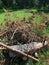 Sawn tree trunk. The wood was cut into stumps in the forest. Firewood from the sawed pine trees lie on the ground.