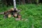 Sawn tree trunk. The wood was cut into stumps in the forest. Firewood from the sawed pine trees lie on the ground