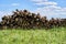 Sawn tree trunks lie in a large pile. Timber harvesting