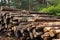 Sawn wood in the forest. Logging. Warehouse of felled trees at the sawmill. Stacked logs prepared for processing