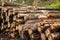 Sawn wood in the forest. Warehouse of felled trees at the sawmill. Stacked logs prepared for processing. Logging