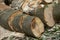 The sawn wood lies in a heap. Woodpile close-up. A stack of dry logs, visible texture and cracks in the tree