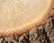 Sawn wood slit tree texture background, stump, nature