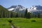 Sawtooth Mountains and Wildflowers 1953