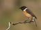 Saxicola torquatus common stonechat