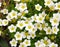 Saxifraga