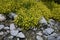 Saxifraga aizoides in bloom