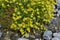 Saxifraga aizoides in bloom