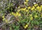 Saxifraga aizoides flower, also known as yellow mountain saxifrage or yellow saxifrage