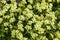 Saxifraga apiculata