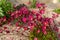 Saxifraga arendsii. Blooming saxifraga in rock garden. Rockery with small pretty pink flowers.