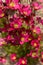 Saxifraga arendsii. Blooming saxifraga in rock garden, top view close up. Rockery.