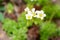 Saxifraga x arendsii flower