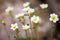 Saxifraga arendsii flowers