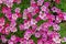 Saxifraga arendsii `Purple Robe gardens and landscaping
