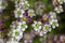 Saxifraga arendsii white purple red flowering plant, mossy saxifrage flowers in bloom