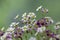 Saxifraga arendsii white purple red flowering plant, mossy saxifrage flowers in bloom