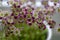 Saxifraga arendsii white purple red flowering plant, mossy saxifrage flowers in bloom