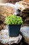 Saxifraga bryoides plant standing on rural stone wall