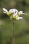 Saxifraga carpetana subsp. graeca - Wild plant shot in the spring.