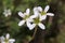 Saxifraga carpetana subsp. graeca - Wild plant shot in the spring.