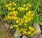 Saxifraga crucifolia Saxifraga aizoides L., flowering plant