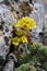 Saxifraga ferdinandi-coburgi - Wild plant shot in the spring.