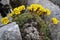 Saxifraga ferdinandi-coburgi - Wild plant shot in the spring.