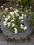 Saxifraga in the garden. Berlin, Germany