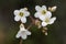 Saxifraga granulata rock breaker lovely white flower with pink nerves growing on wet slopes