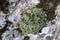 Saxifraga marginata, Saxifragaceae