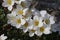 Saxifraga marginata - Wild plant shot in the spring.
