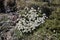 Saxifraga marginata - Wild plant shot in the spring.