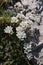 Saxifraga marginata - Wild plant shot in the spring.