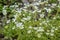 Saxifraga Rosacea Irish Saxifrage Blooming Flowers