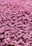 Saxifraga small alpine pink flowers ground cover background