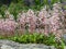 Saxifraga spathularis St Patrick`s Cabbage