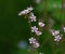 Saxifraga umbrosa