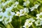 Saxifrage flowers