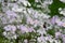 Saxifrage Flowers in the Garden