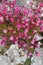 Saxifrage mossy in pink color - spring blooming garden plant with awesome little  decorative flowers