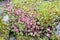 Saxifrage Mossy Pink with cup-shaped bright and soft-pink blossom flowers growing on wet mossy stones in a rock garden